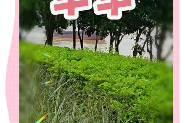 深入解析1967年属羊人的命理特点及人生运势 深入解析1967年属羊人的命理特点及人生运势