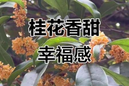 桂花命：潜藏在生活中的幸福与魅力