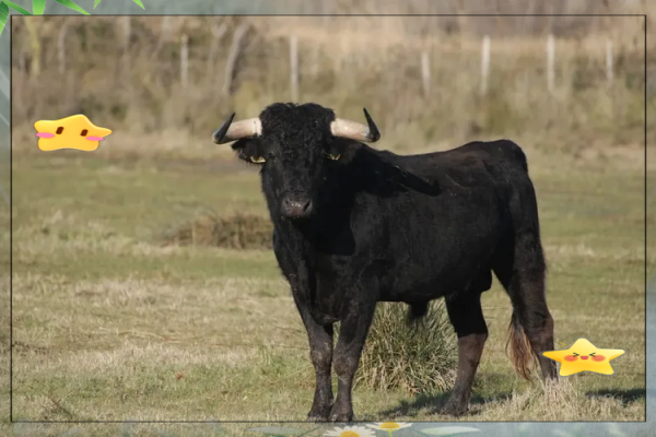 属牛61年出生的命运解析：探索牛年的独特人生轨迹与性格特征