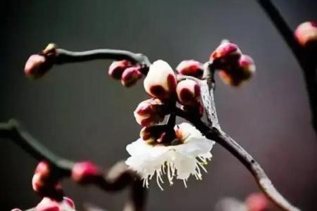 属猴的人在农历九月初四的命运解析与运势探讨