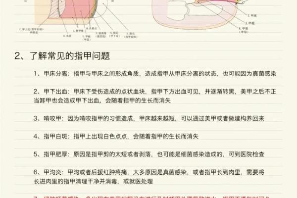 女人手指长短与命运的微妙关系解析