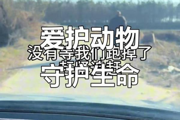 人与动物的情感纽带:揭示为何我们愿意倾尽全力救助生命 人与动物的情感纽带:揭示为何我们愿意倾尽全力救助生命
