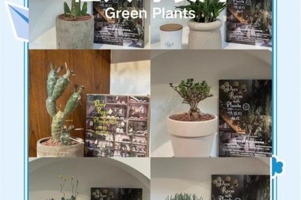 沙中土命适合摆放的物品与环境布局指南