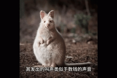 属鼠人的命运解析：面对命苦的挑战与转机