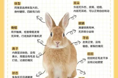 属兔75年：命理解密与克用探究之旅