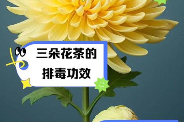女生菊花命：她们的命运解析与生活智慧