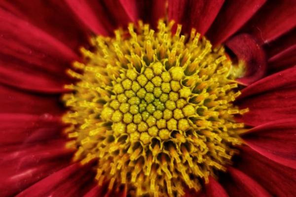 女生菊花命：她们的命运解析与生活智慧