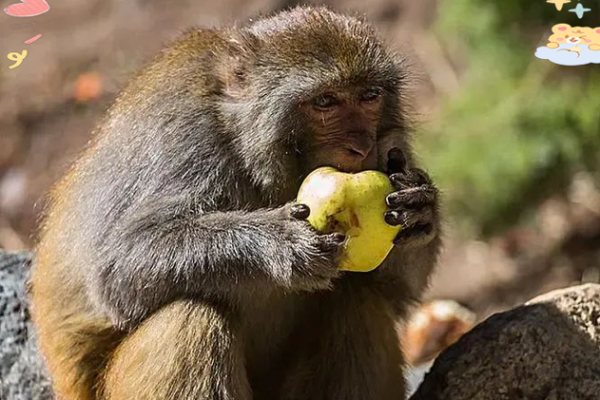 属猴人过了41岁如何解读命运与人生智慧