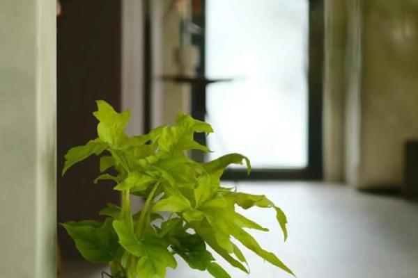 木命缺水,如何选择适合的坐向来增强运势? 木命缺水,如何选择适合的坐向来增强运势?