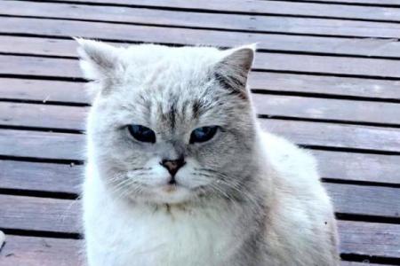 神秘的九条命：探寻那些如猫一般的动物与生命奥秘