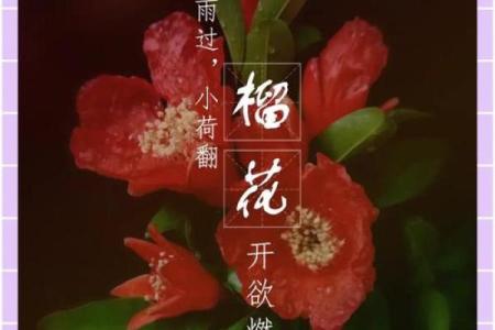 石榴木命与花卉相伴：为你的生活增添色彩和幸福感
