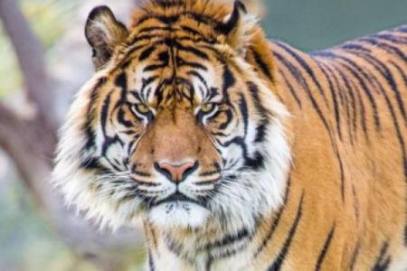 生肖虎女，天生的皇帝命格，探索她们的非凡魅力与领导才能！