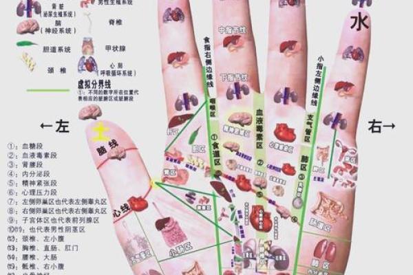 男小手指短是什么命？解密手相中的身心密码