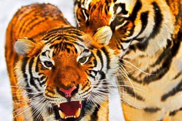 七四年老虎命解析:揭示命运背后的秘密与智慧 七四年老虎命解析:揭示命运背后的秘密与智慧