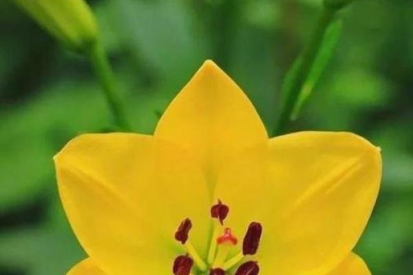 命癸未年杨柳木命的独特人生与智慧启示