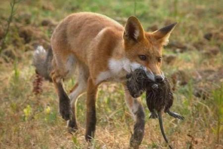 身份低微动物的命运与生存智慧探秘