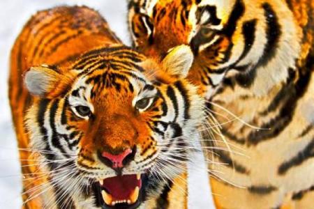 七四年老虎命解析：揭示命运背后的秘密与智慧