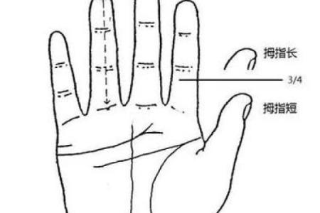 拇指头圆圆的人：命格与性格的深度解析