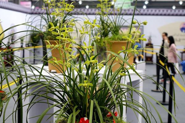 石榴木命的人不适合养哪些花卉?一探究竟! 石榴木命的人不适合养哪些花卉?一探究竟!