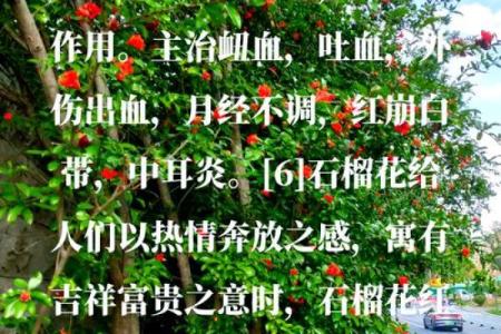 石榴木命的人不适合养哪些花卉？一探究竟！