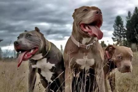 揭示守身之狗男的命运真相，生命中的隐秘篇章