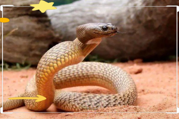 属蛇大林木命的最佳配对，事业与感情双丰收的秘诀！