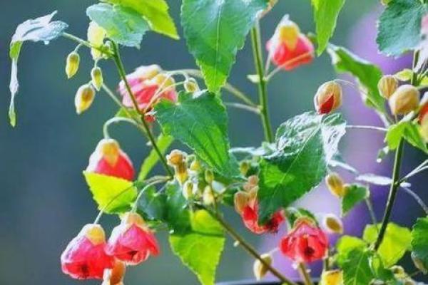 属金命适合养什么花,让家居环境更添生机与活力! 属金命适合养什么花,让家居环境更添生机与活力!