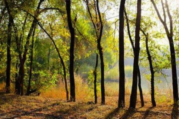 桑拓木命适合挂什么画?揭示画作与命格的神秘关系 桑拓木命适合挂什么画?揭示画作与命格的神秘关系