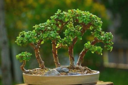 属金命适合养什么花，让家居环境更添生机与活力！