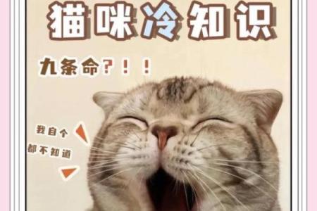生来死去九条命，揭秘你与生肖的神秘关系
