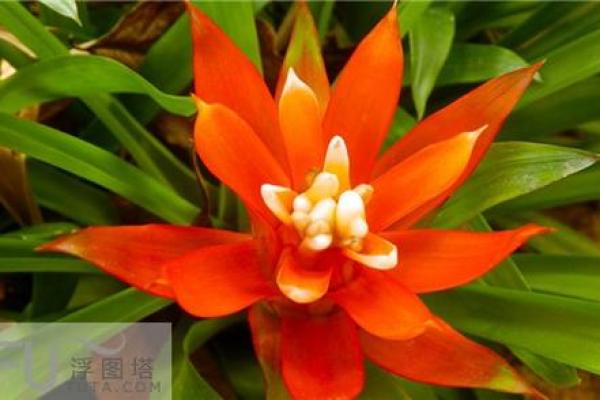 属牛木命客厅布置指南：让家更有生机与和谐的创意布局