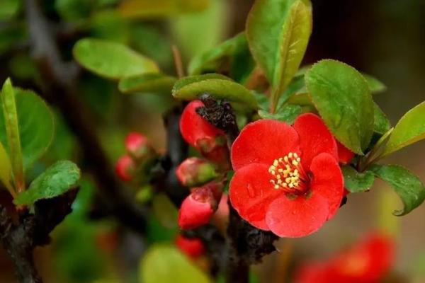 海棠命与乌龟命的迷人对比：揭示命运背后的秘密