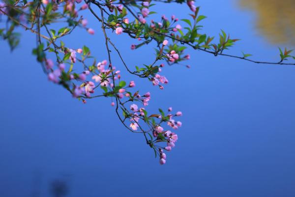 海棠命与乌龟命的迷人对比：揭示命运背后的秘密
