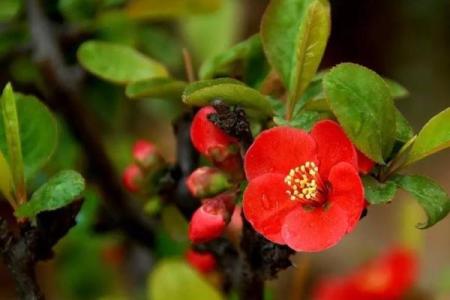 海棠命与乌龟命的迷人对比：揭示命运背后的秘密