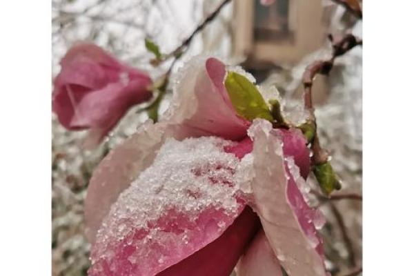 三月出生的人命格解析：东风送暖，桃花纷飞