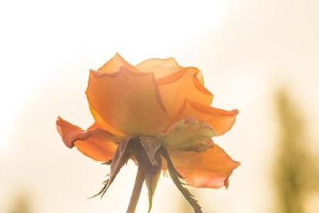 女人暗犯绝火烟的命运与解读：揭秘背后的深意与智慧