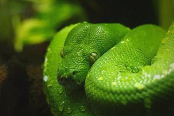 属蛇人十一月初二的命运解析：探索生活中的智慧和挑战