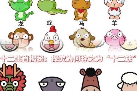 揭秘：生于何种生肖竟可死去九条命的神秘传说！
