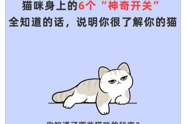 揭秘猫咪的十八条命：你不知道的秘密与传说