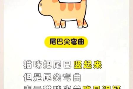 揭秘猫咪的十八条命：你不知道的秘密与传说