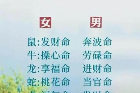 命字周易中的动物象征与人生启示