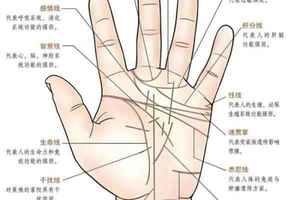 手指上的纹路揭示你的命运:解读手纹的神秘意义 手指上的纹路揭示你的命运:解读手纹的神秘意义