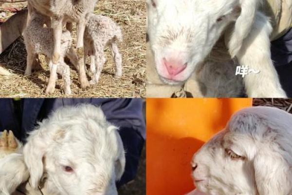 农历1985年：那年八月出生的小羊，命运如何？