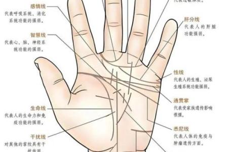 手指上的纹路揭示你的命运：解读手纹的神秘意义