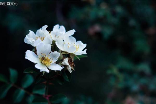 属猴桃花命的深意与人生探索