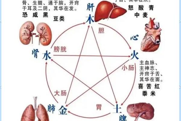 木命人应如何选择最佳配偶,五行相生相克大揭秘! 木命人应如何选择最佳配偶,五行相生相克大揭秘!