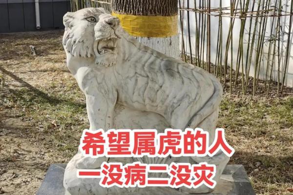 属虎六月十八出生的人：命运的独特轨迹与人生解析