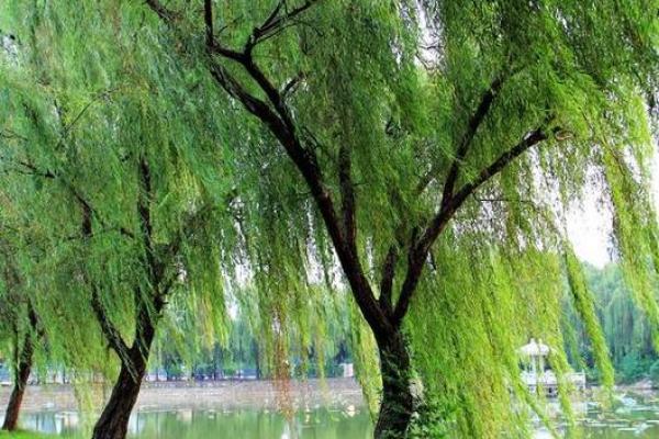 壬午杨柳木命适合的色彩探索:如何运用颜色提升个人运势 壬午杨柳木命适合的色彩探索:如何运用颜色提升个人运势