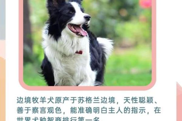 属狗命运解析:忠诚与机智的生活指南 属狗命运解析:忠诚与机智的生活指南