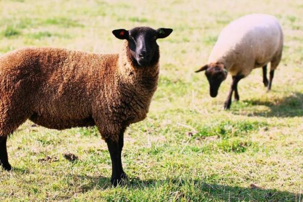 属牛14岁命格解析:揭开你的命运之谜! 属牛14岁命格解析:揭开你的命运之谜!